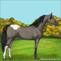 Horse Color:Gray Grullo Appaloosa 