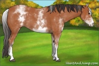 Horse Color:White Spotted Bay Sabino Rabicano 