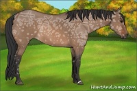 Horse Color:Bay Ice Dun