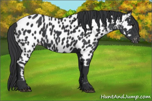 Horse Color:Black Appaloosa