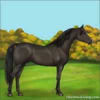Horse Color:Gray Smoky Black 