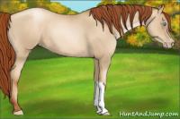 Horse Color:Gray Amber Cream Champagne Roan Pearl 