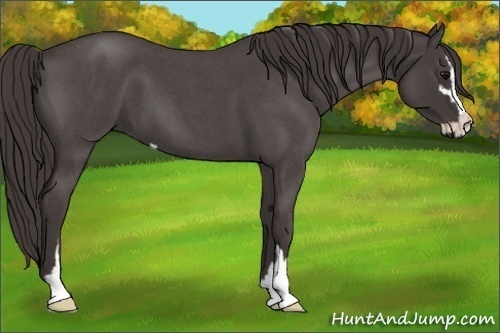 Horse Color:Smoky Blue Roan Sabino 