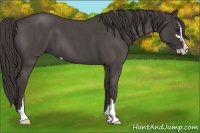 Horse Color:Smoky Blue Roan Sabino