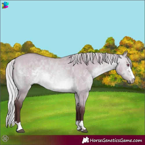 Horse Color:Chocolate Silver Bay Chinchilla Dun 