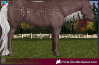 Horse Color:Chocolate Silver Black Chinchilla 