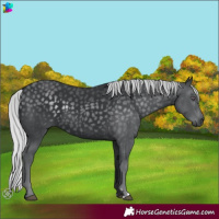 Horse Color:Silver Black Chinchilla 