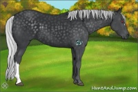Horse Color:Silver Black Chinchilla 