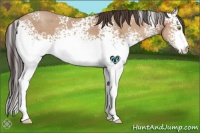 Horse Color:White Spotted Amber Champagne 