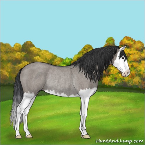 Horse Color:Grullo Roan Splash Rabicano