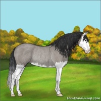 Horse Color:Grullo Roan Splash Rabicano