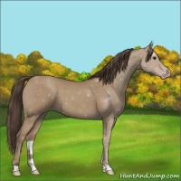 Horse Color:Classic Champagne 