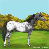 Horse Color:Black Ice Appaloosa 