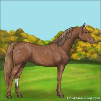 Horse Color:Chestnut Snowflake Varnish 
