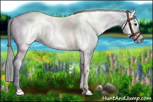 Horse Color:Gray Black Near Fewspot