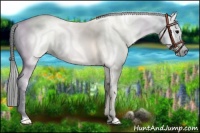Horse Color:Gray Black Appaloosa