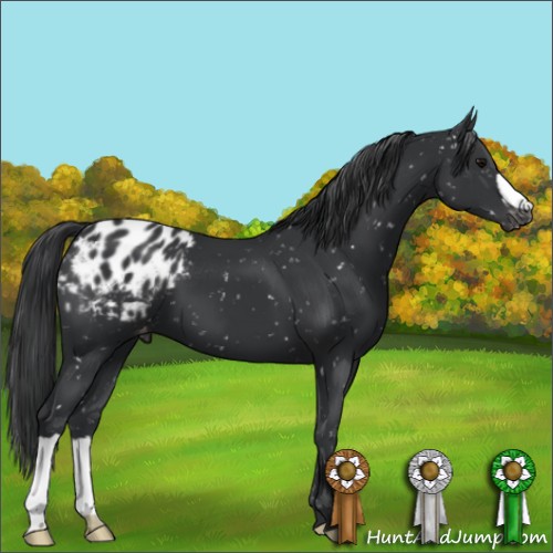 Horse Color:Black Appaloosa 