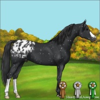Horse Color:Black Appaloosa