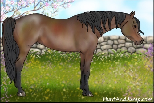 Horse Color:Bay Sabino 