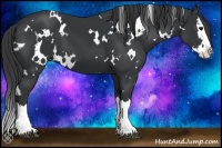 Horse Color:White Spotted Black Splash 