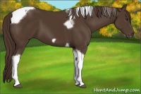 Horse Color:Liver Chestnut Tobiano Frame 