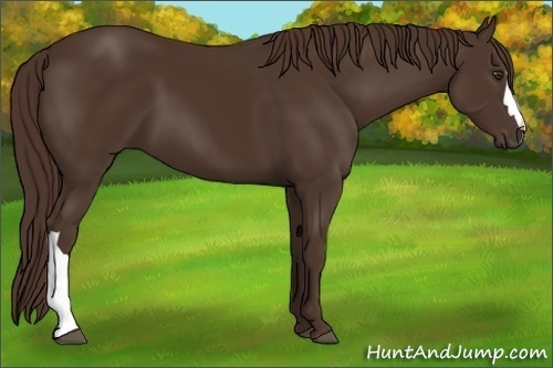 Horse Color:Liver Chestnut 