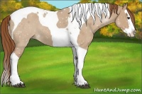 Horse Color:Red Dun Splash Tobiano 