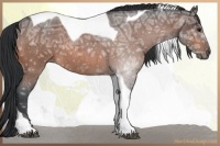 Horse Color:Bay Ice Roan Tobiano 