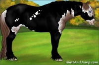 Horse Color:Liver Chestnut Tobiano Frame Appaloosa Rabicano 