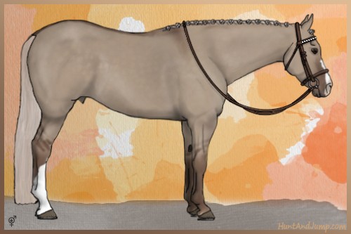 Horse Color:Silver Grullo 