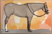 Horse Color:Silver Grullo 