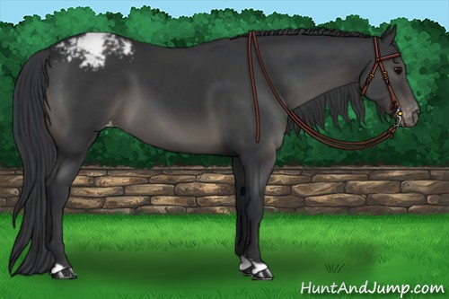 Horse Color:Black Appaloosa