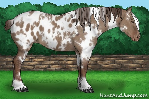 Horse Color:White Spotted Liver Red Dun Blanket