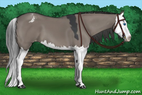 Horse Color:Grullo Splash Appaloosa 