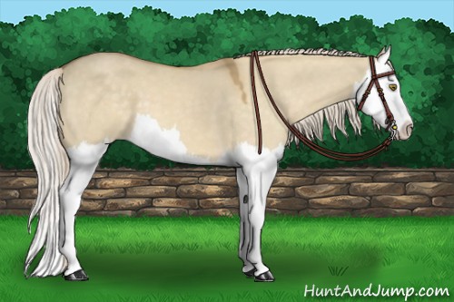 Horse Color:Palomino Dun Mushroom Splash