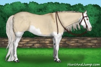 Horse Color:Palomino Dun Mushroom Splash 