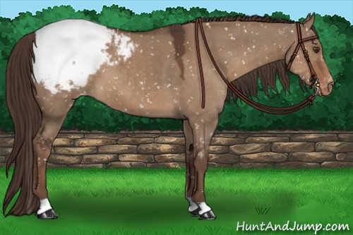Horse Color:Liver Red Dun Appaloosa 