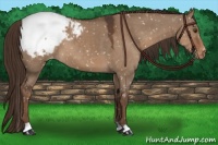 Horse Color:Liver Red Dun Appaloosa 