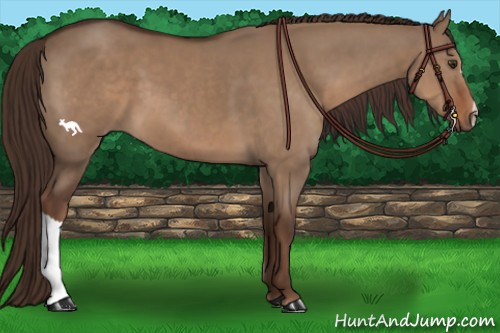 Horse Color:Liver Red Dun 