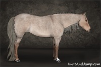 Horse Color:Liver Red Dun Roan 