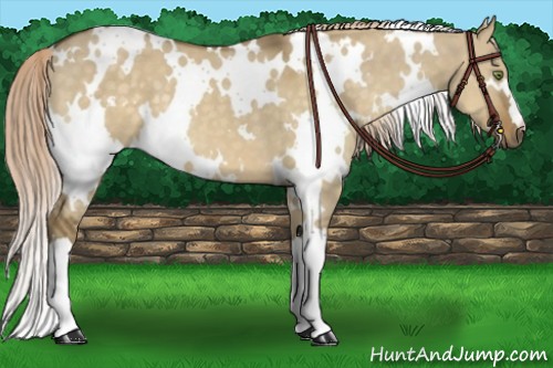 Horse Color:White Spotted Chocolate Palomino Dun 