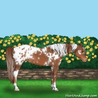 Horse Color:White Spotted Chestnut Appaloosa 