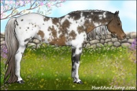 Horse Color:White Spotted Chocolate Palomino Appaloosa 