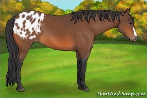 Horse Color:Bay Appaloosa 