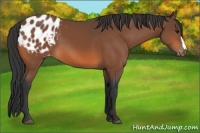 Horse Color:Bay Appaloosa 
