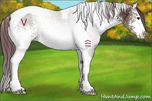 Horse Color:White Spotted Chocolate Black Tobiano 