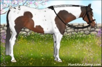 Horse Color:Liver Chestnut Tobiano