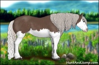 Horse Color:Silver Black Splash 