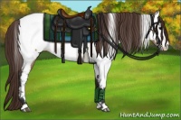 Horse Color:Bay Dun Appaloosa 