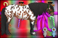 Horse Color:Bay Roan Appaloosa